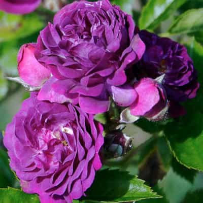 Rosa Cardinal de Richelieu_4
