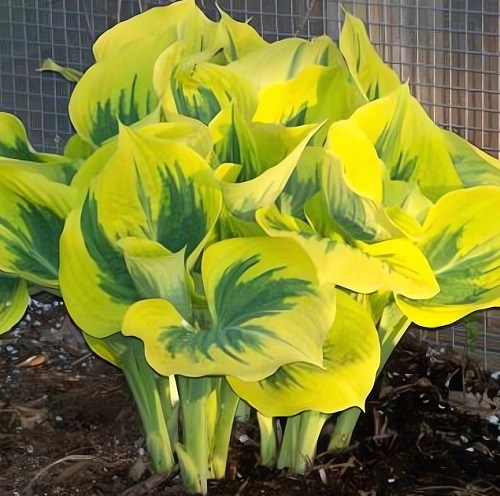 Hosta Liberty_6
