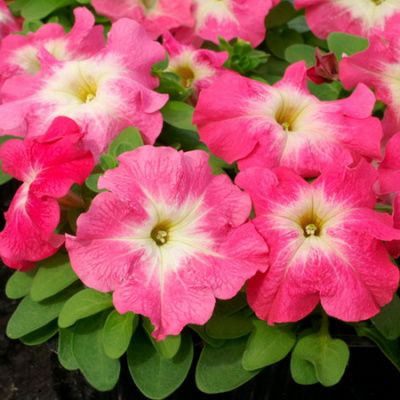Petunia Mambo Red Morn