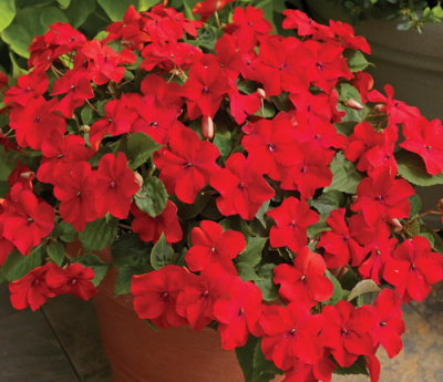 Impatiens Penta Red