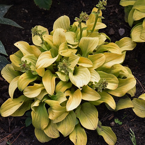Hosta Sun Mouse_2