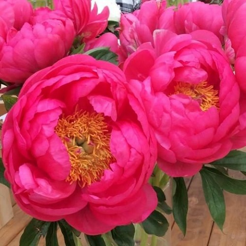 Paeonia Cytherea_2