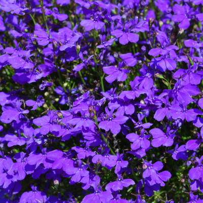 Lobelia Laguna Violet