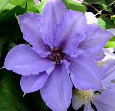 Clematis William Kennett