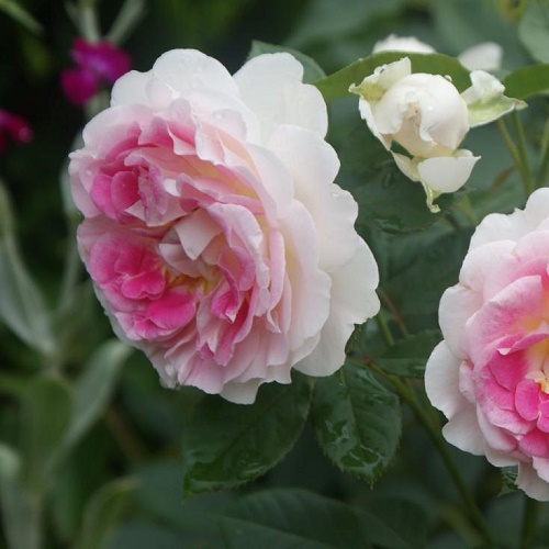 Rosa Guernsey_2