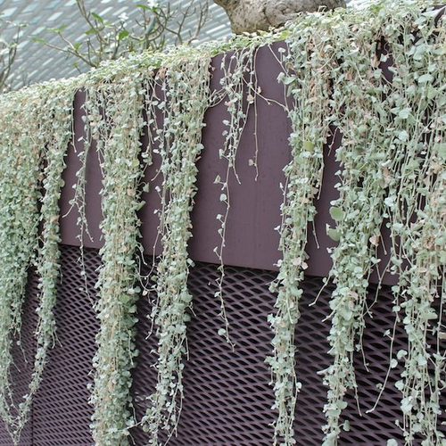 Dichondra Silver Falls_1