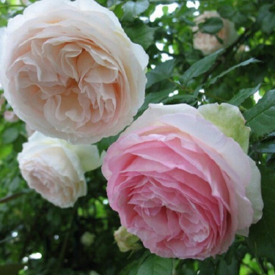 Rosa Palais Royal