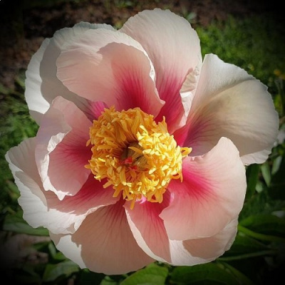 Paeonia Athena_3