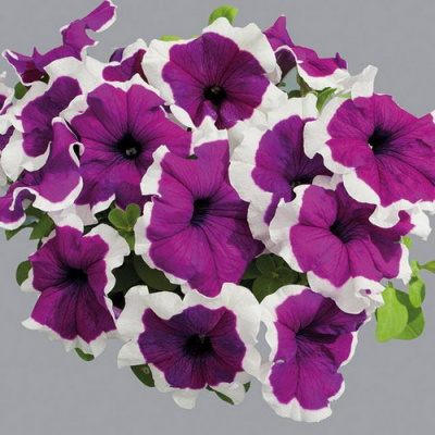 Петуния Lumbo Violet Picotee