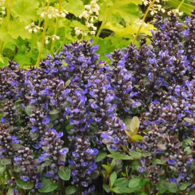 Ajuga Blueberry Muffin