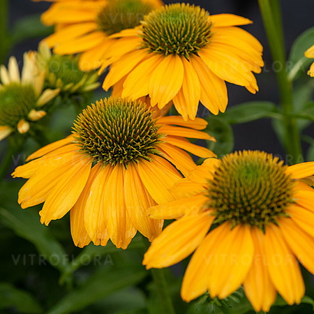 Echinacea SunMagic Fantastic Yellow_1