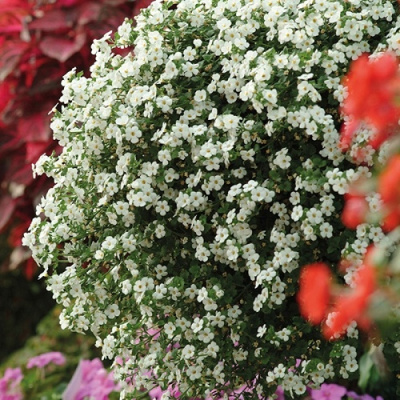 Bacopa Snowtopia