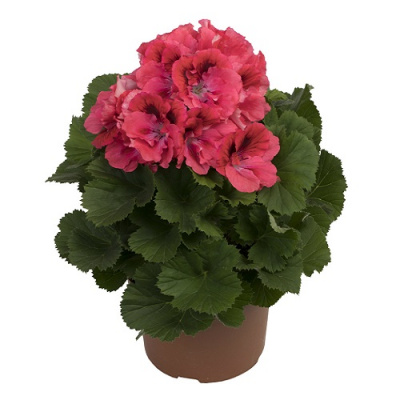 Pelargonium grandiflorum Elegance Femke