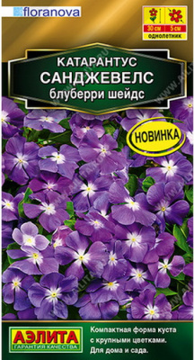 Катарантус Санджевелс блуберри шейдс