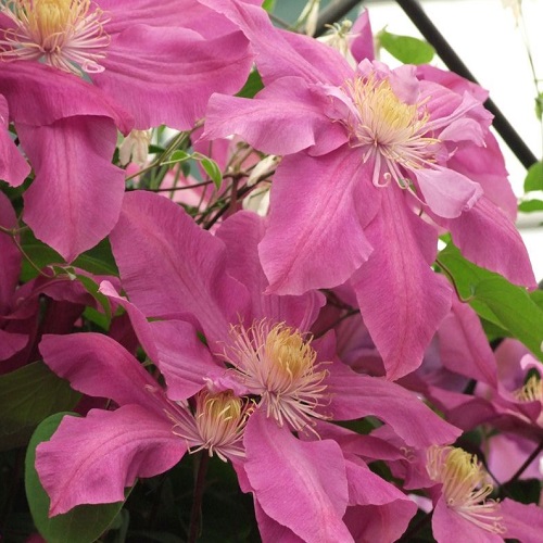 Clematis Dorothy Tolver_3