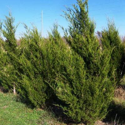 Juniperus virginiana Canaertii