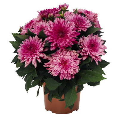 Dahlia Electro Pink