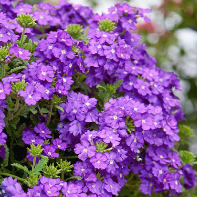 Verbena Estrella Blueberry