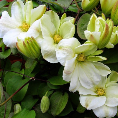 Clematis Mary-Claire