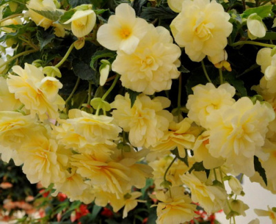 Begonia Chardonnay