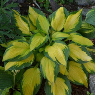 Hosta Georgia Sweetheart
