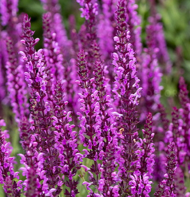 Salvia Rianne Pink