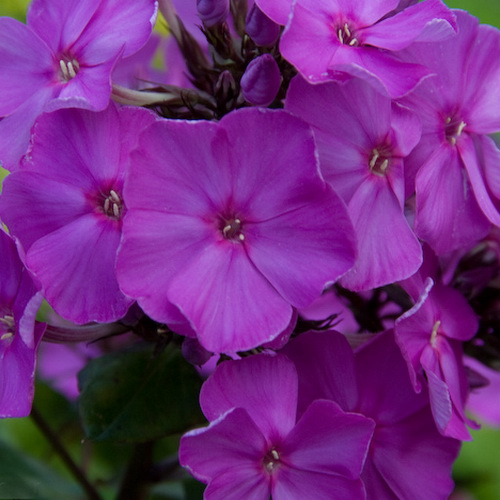 Phlox Amethyst