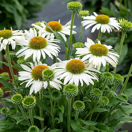 Echinacea Pearl White_3