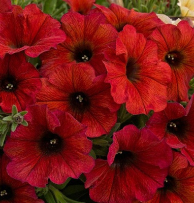 Петхоа Petchoa BeautiCal Bordeaux
