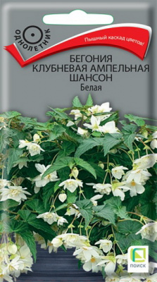 Бегония ампельная Шансон белая клубневая