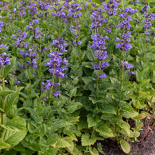 Nepeta Blue Planet_2