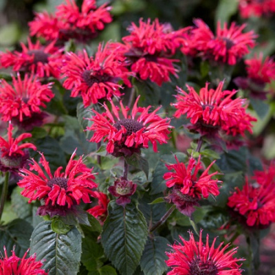 Monarda Bee-Happy