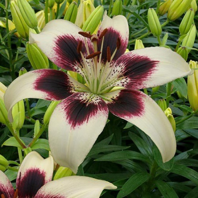 Lilium Patricias Pride