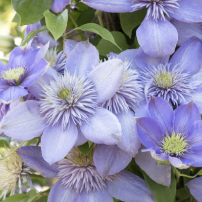 Clematis Blue Light