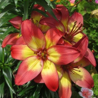 Lilium asiatic Feng Shui