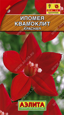 Ипомея Квамоклит красная