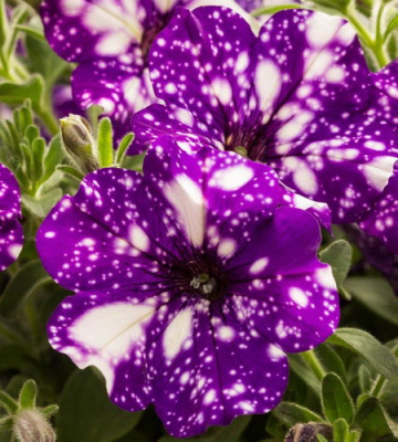 Petunia Constellation Aries