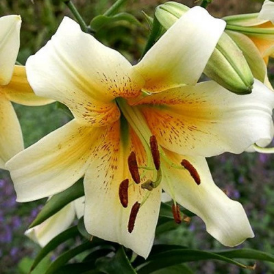 Lilium Mister Cas_1