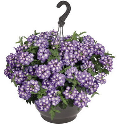 Verbena Empress Sun Lavender Charme