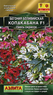 Бегония боливийская Копакабана