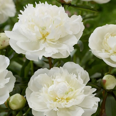 Paeonia Duchesse de Nemours