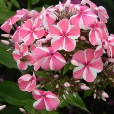 Phlox Peppermint Twist_1