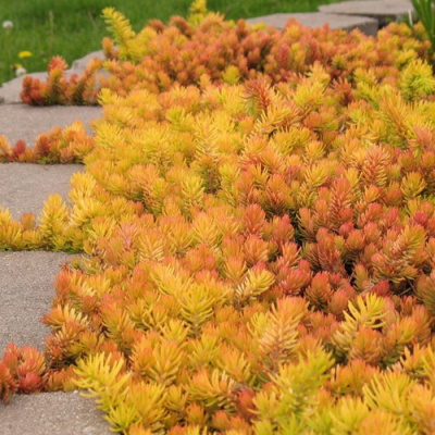 Sedum reflexum Angelina