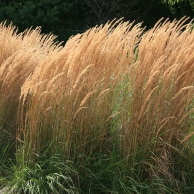 Calamagrostis Karl Foerster