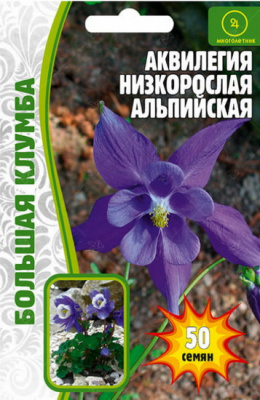 Аквилегия низкорослая Альпийская