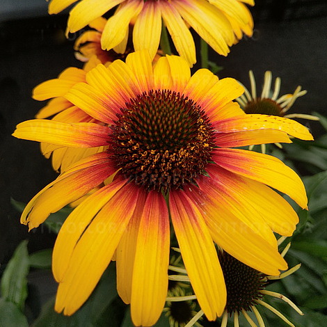 Echinacea Parrot_2