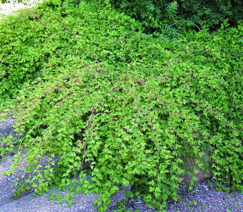 Stephanandra-incisa-Crispa