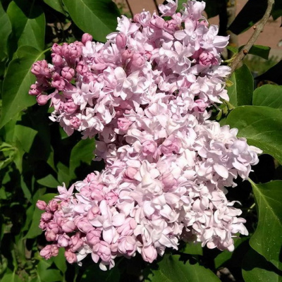 Syringa Miloserdie