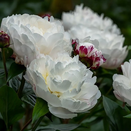 Paeonia Mary E Nicholls