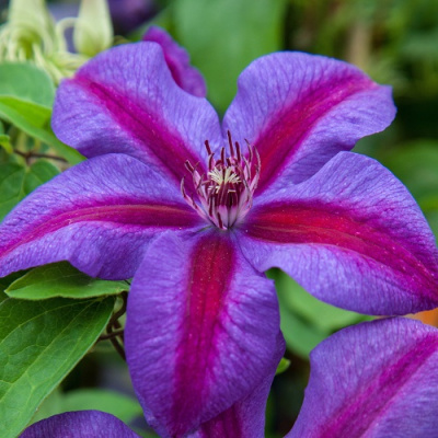Clematis Mrs. N.Thompson